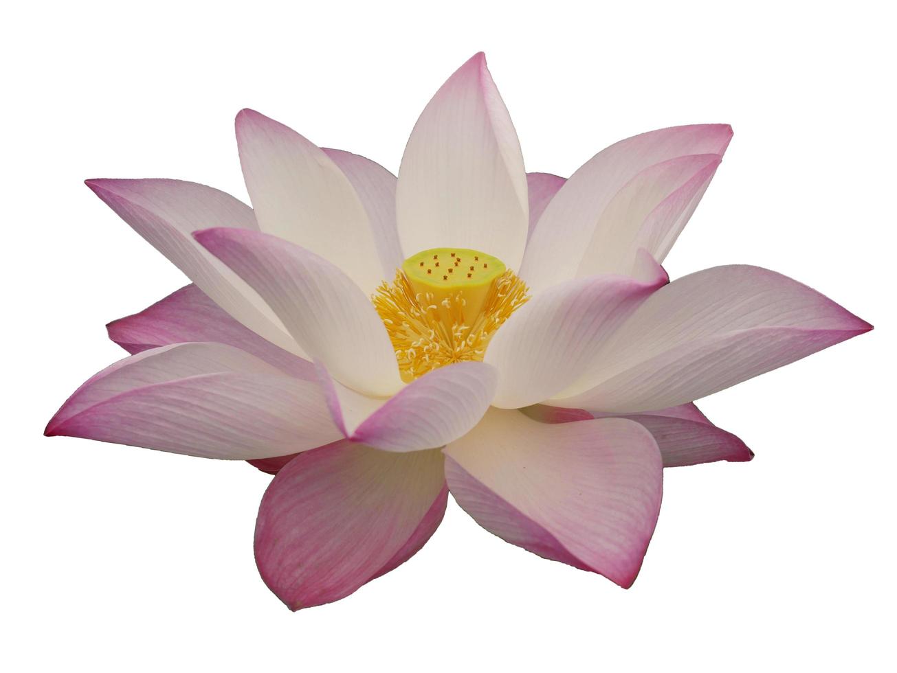 Pink lotus flowers are blooming on a white background. photo