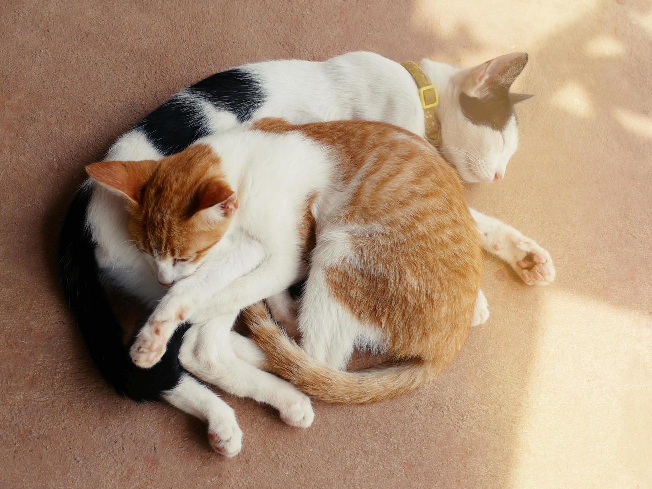 cute cats hug Shows warmth, intimacy, trust, cheerfulness. photo