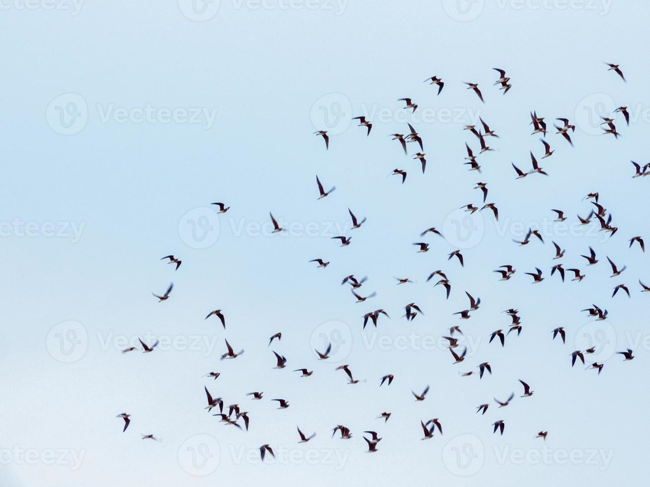 birds flying in the blue sky photo