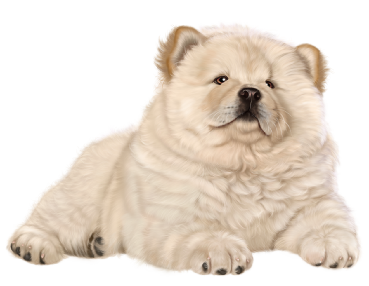 chiot fond transparent png