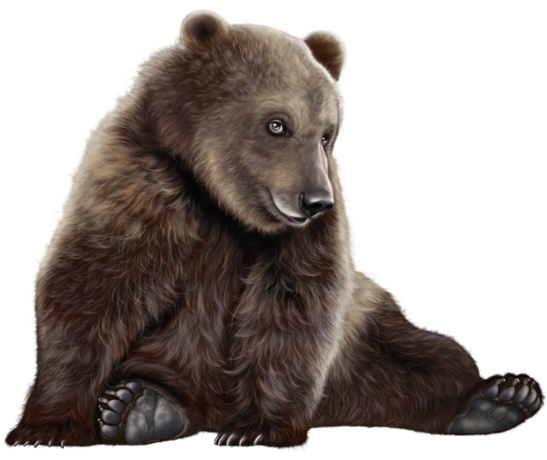 Angry Bear Png Transparent Background Image For Free - vrogue.co