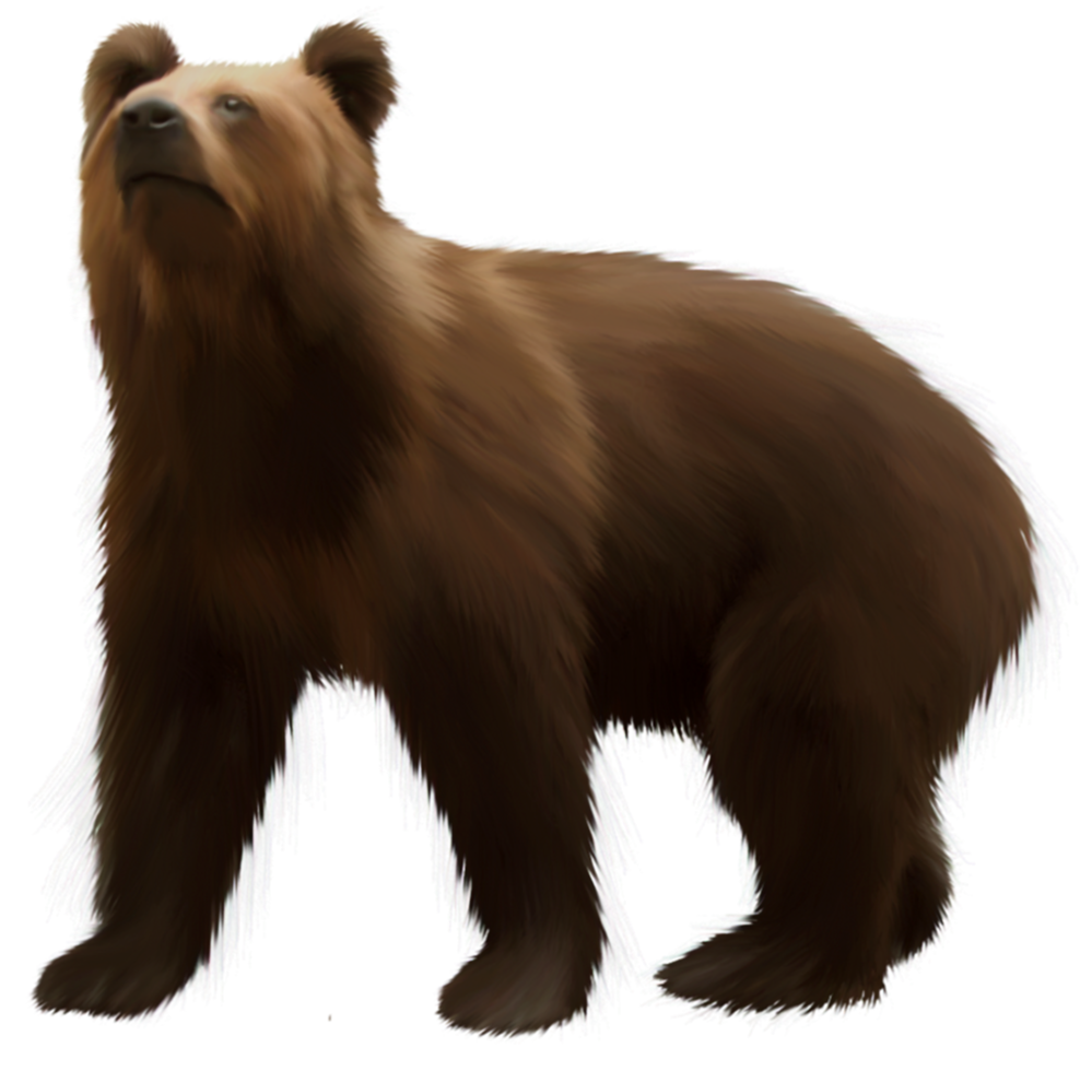 Bear Brown transparent background png