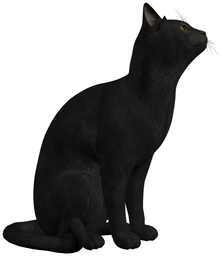 Black Cat transparent background png
