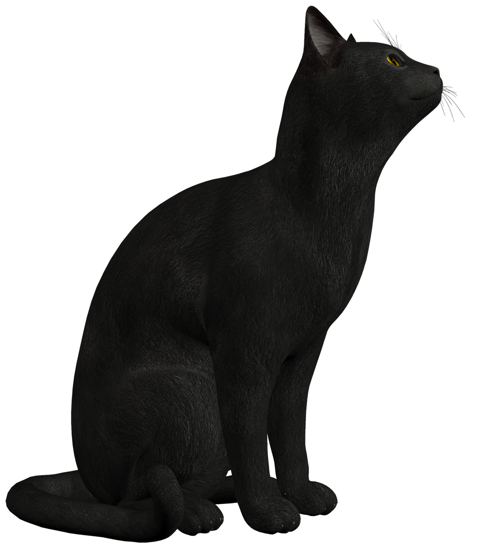 gato negro fondo transparente 12893820 PNG