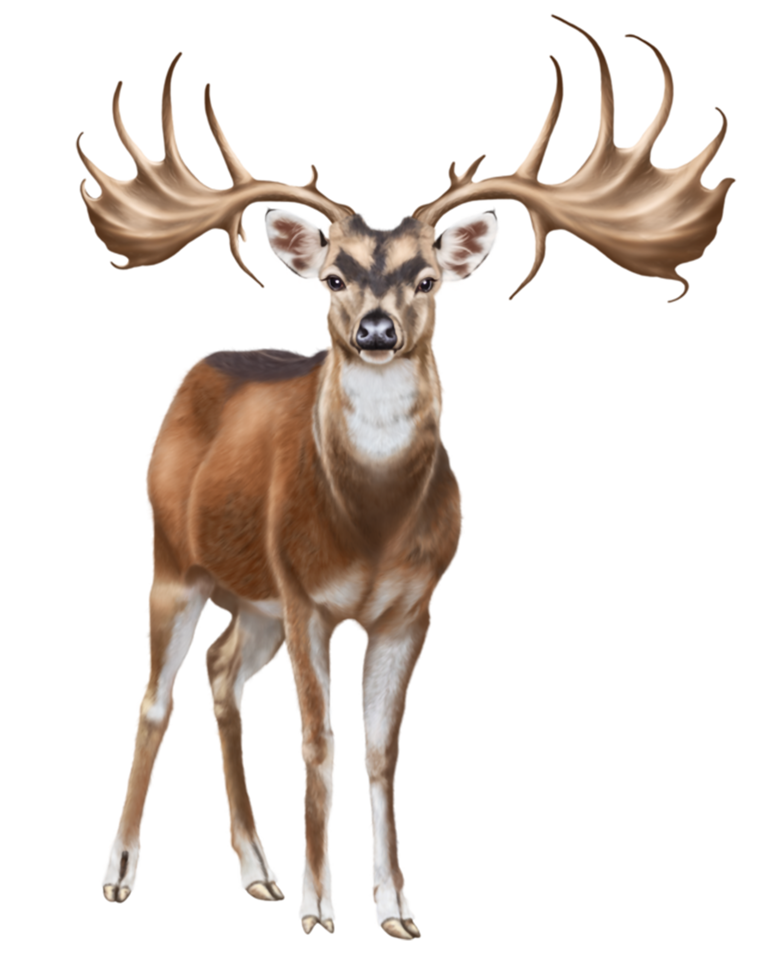 Fundo Whitetail Veado Corça Animal Madeiras Foto E Imagem Para Download  Gratuito - Pngtree