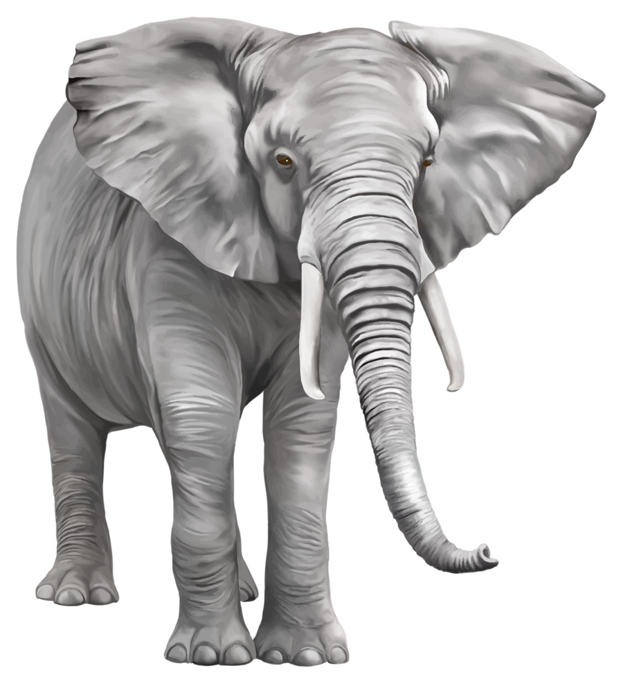 éléphant grand fond transparent png