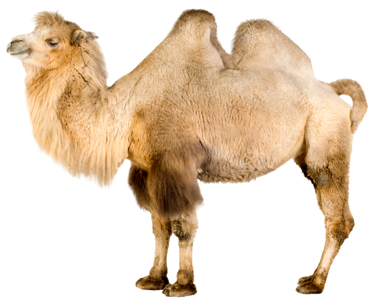 Camel transparent background png