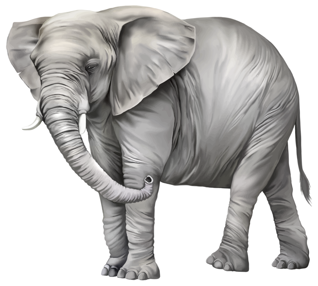 éléphant fond transparent png