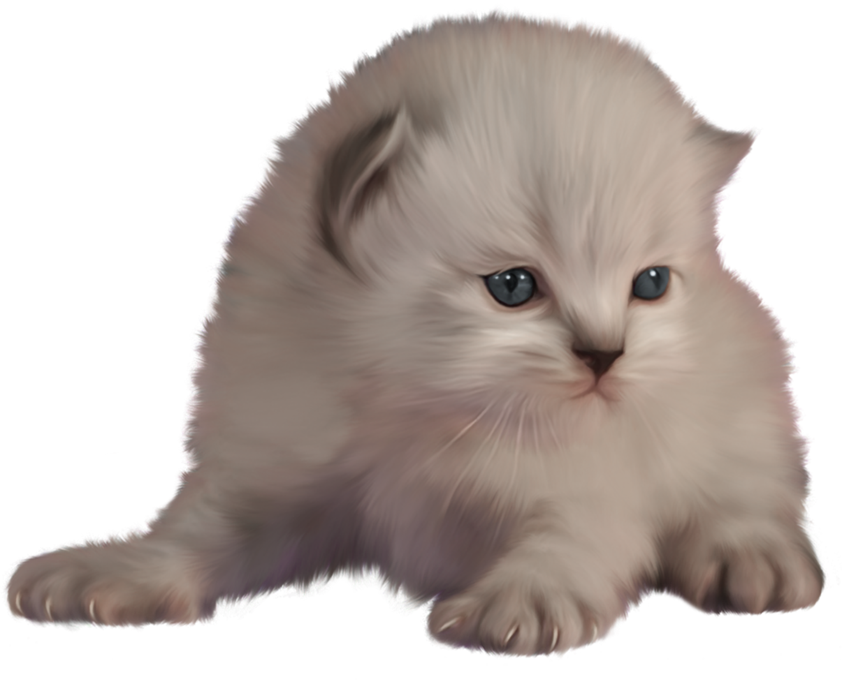 gatito fondo transparente png