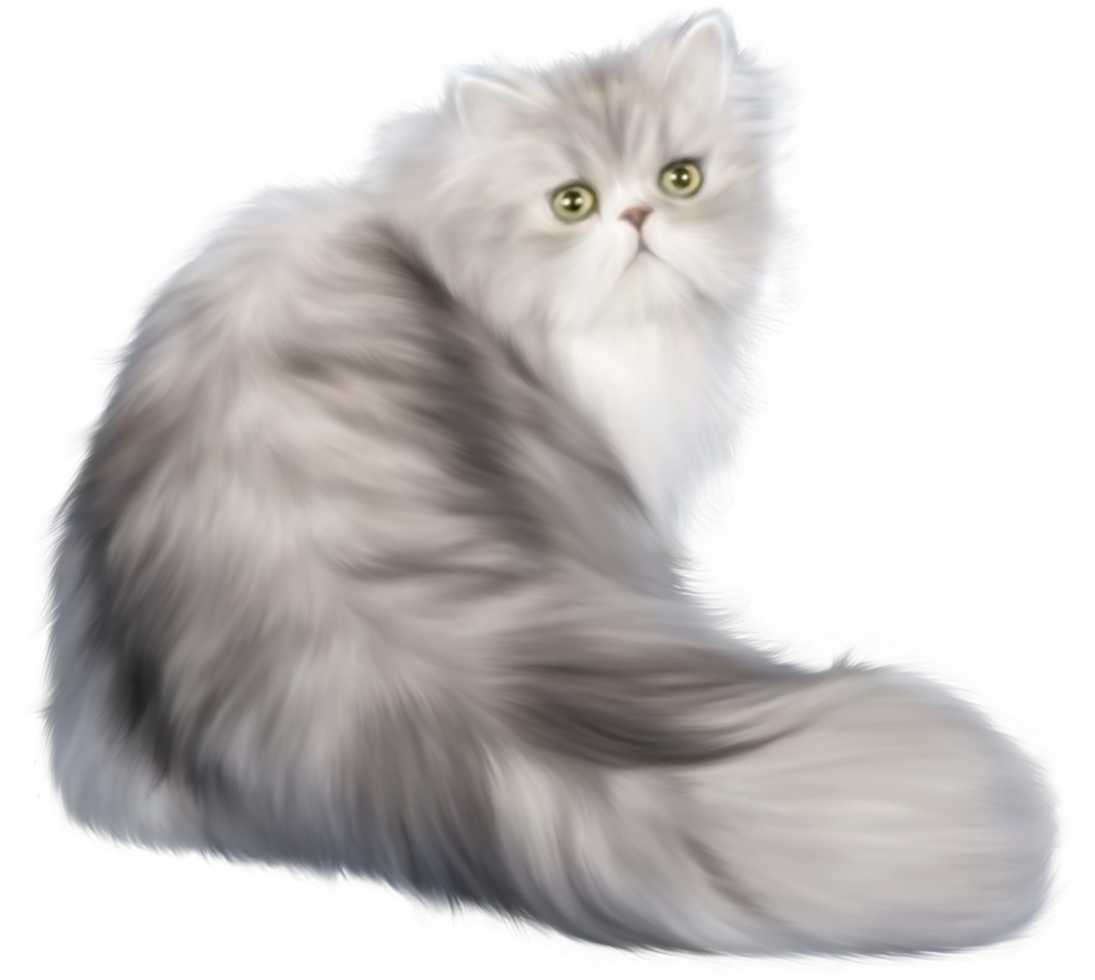 Cat transparent background png