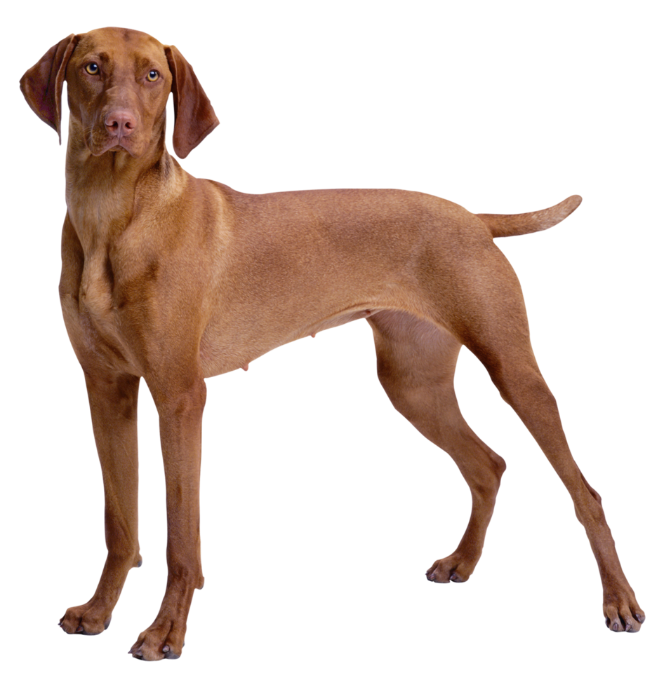 perro marrón fondo transparente png