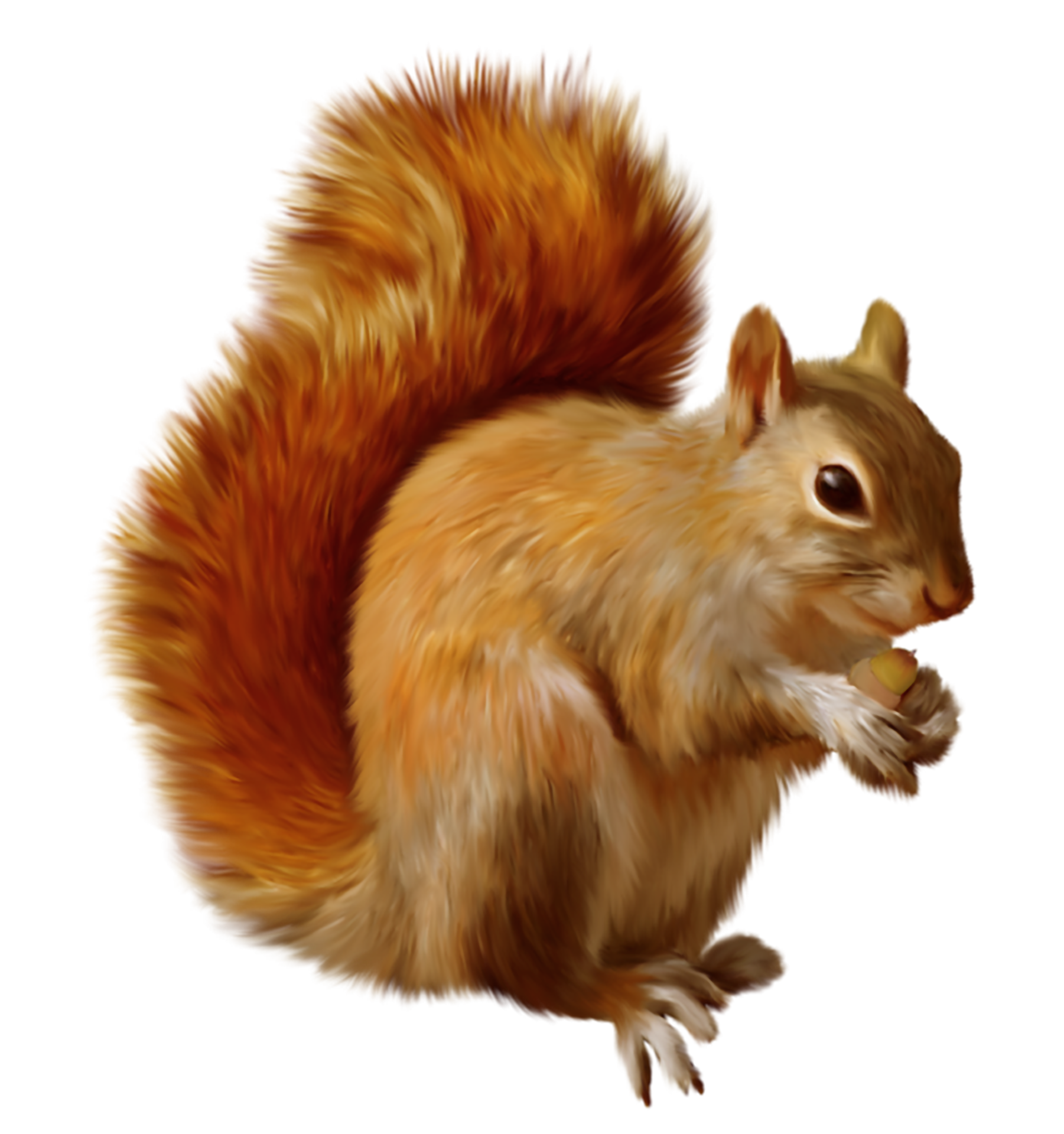 Squirrel PNGs for Free Download