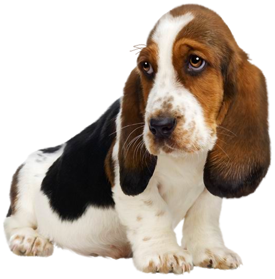 chiot fond transparent png