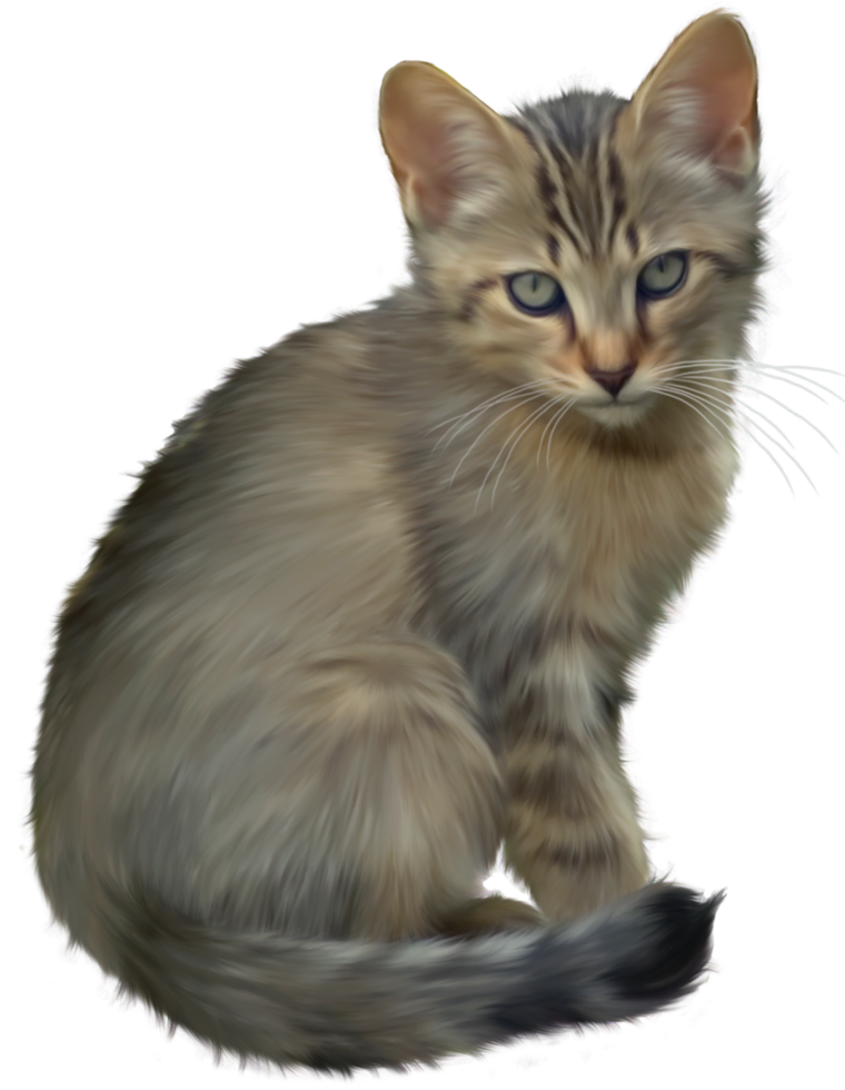 fundo transparente gatinho fofo png