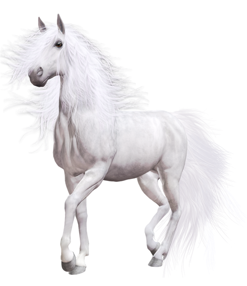 cheval blanc fond transparent png