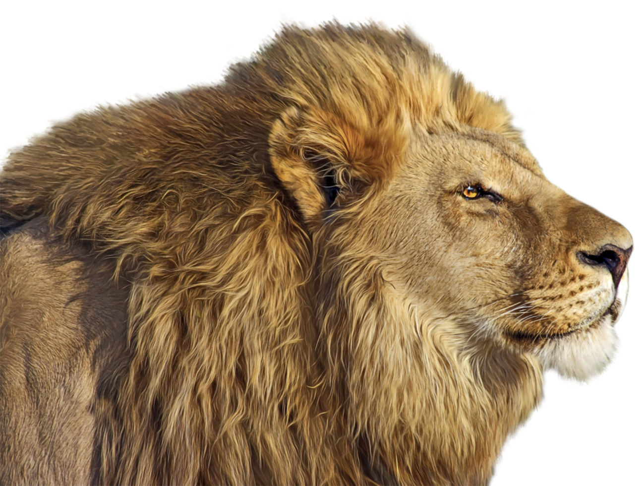 Lion transparent background png