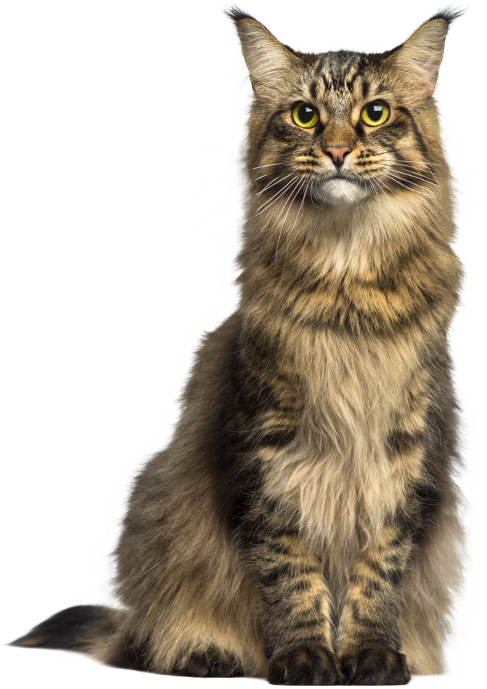 Cat transparent background png