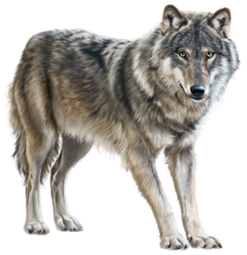 loup fond transparent png