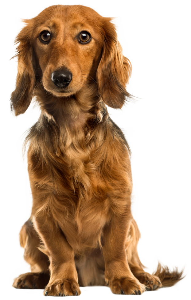 schattig hond transparant achtergrond png