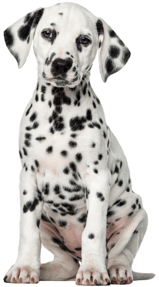 dalmatiër hond transparant achtergrond png