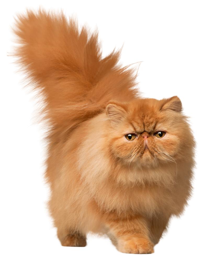 gato caminando fondo transparente png