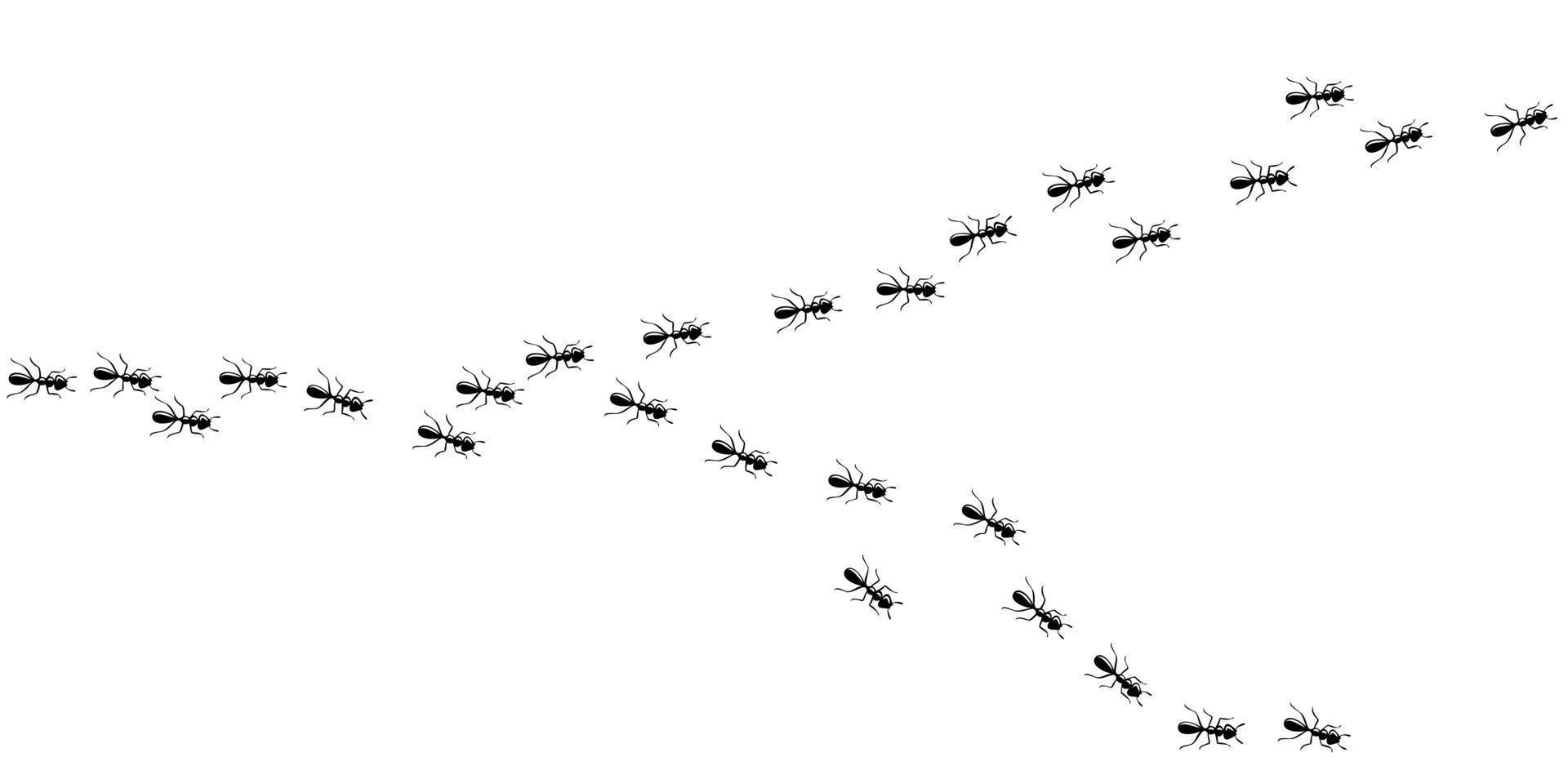Ants marching in trail. Ants isolated in white background. Vector illustration