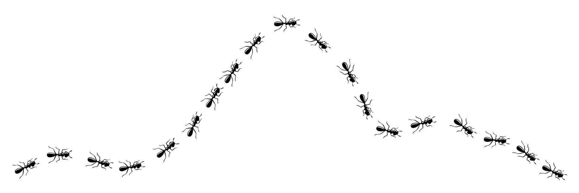 Curva de rastro de hormigas. ruta de hormigas aislada en fondo blanco. ilustración vectorial vector