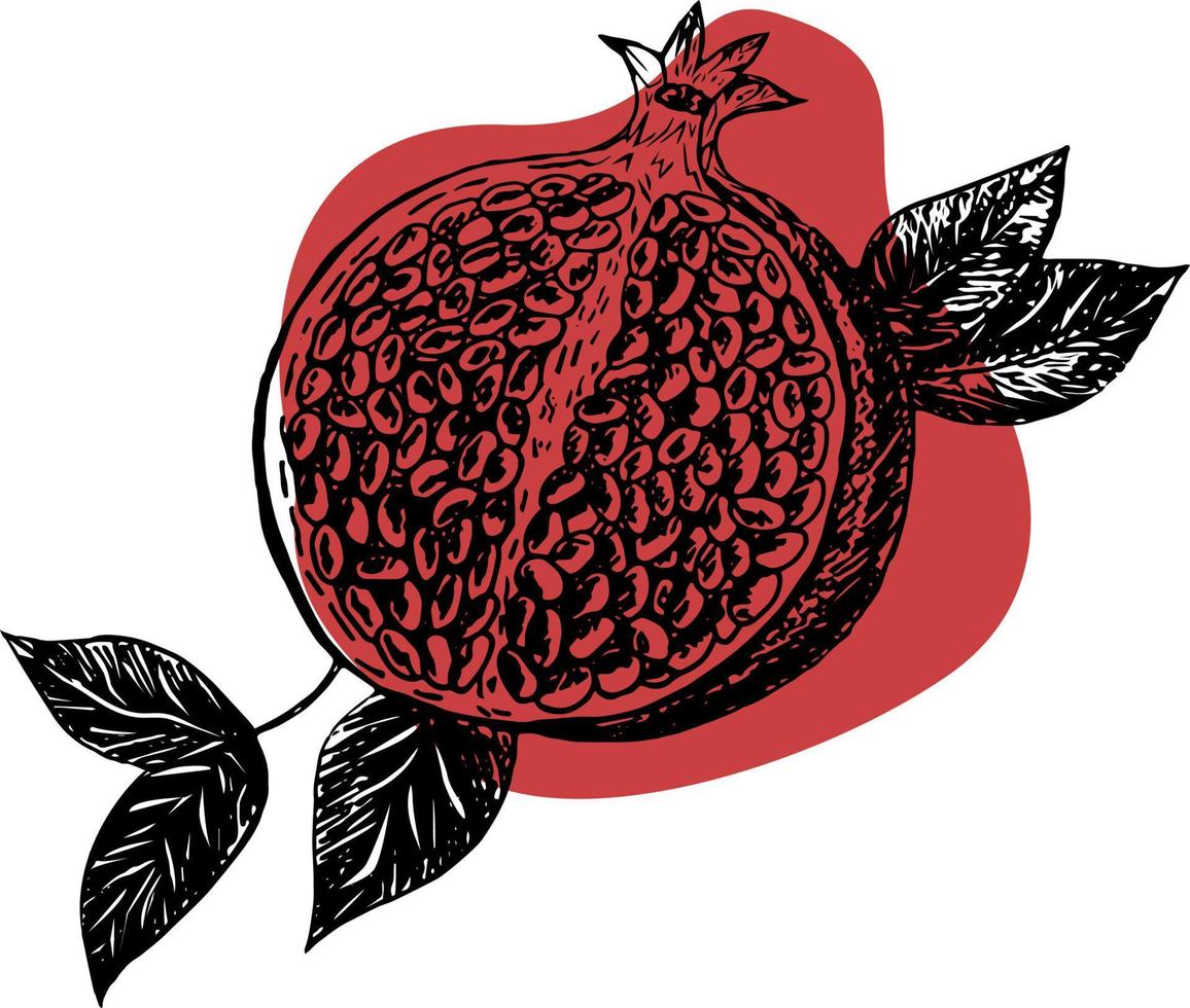 Vector sketch of a tropical pomegranate fruit on a red background, stock illustration on a horticultural theme. It is used for menus, advertisements and covers, food illustrations.