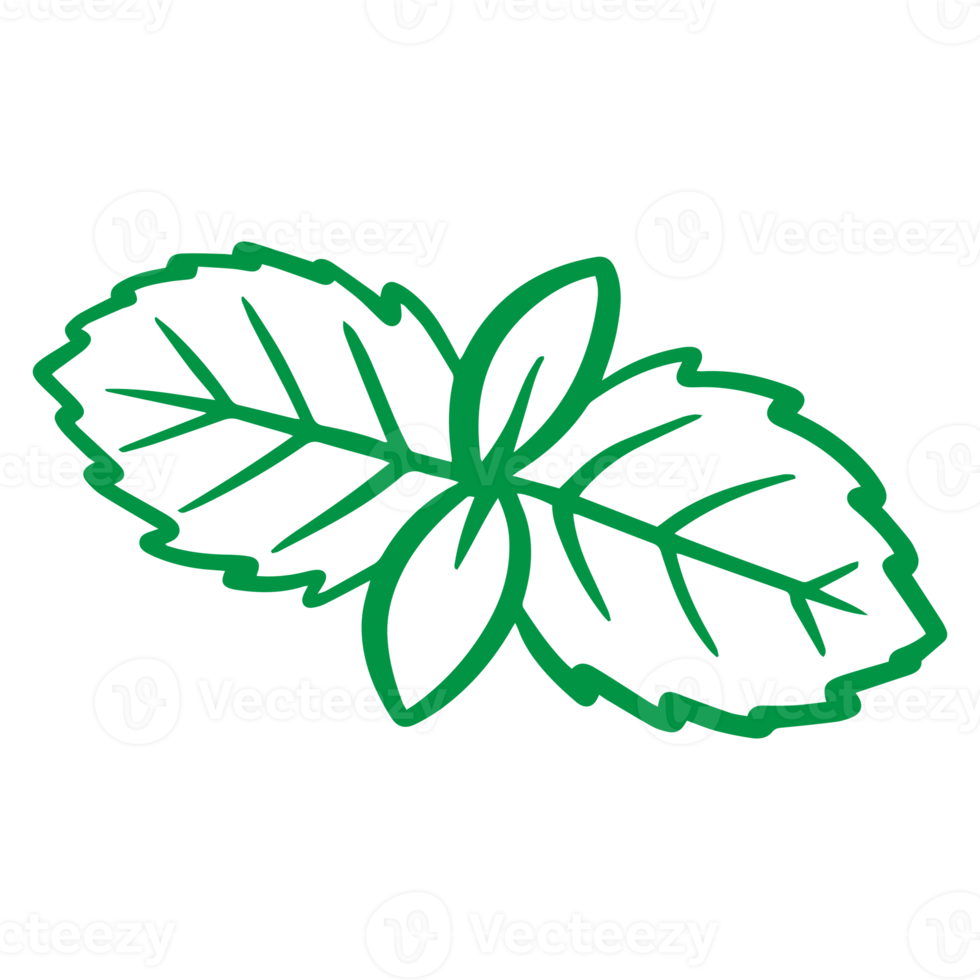 hortelã deixa ilustração desenhada à mão para elemento de design de alimentos saudáveis. tema colorido de vegetais e frutas png