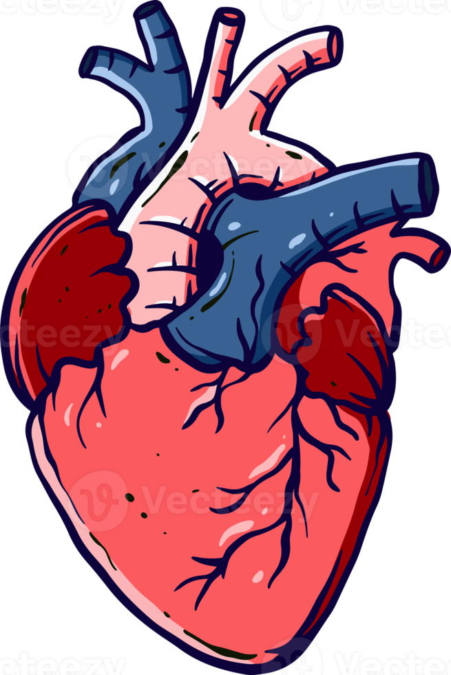 detailed and colored illustrations of the human heart for medicine and biology learning png