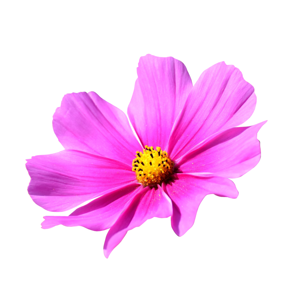 Garden Cosmos transparent background png