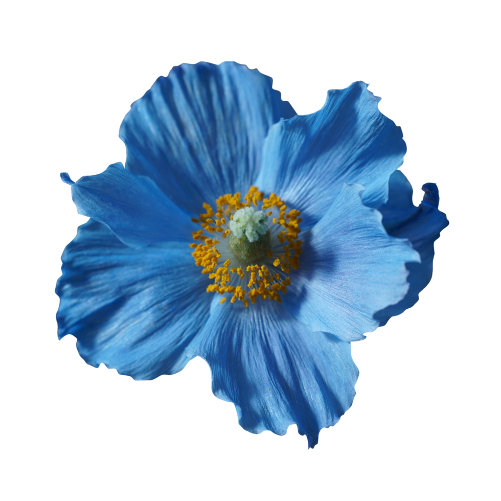 Himalajablauer Mohn png