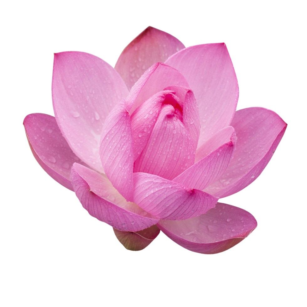 Nelumbo nucifera transparent background png