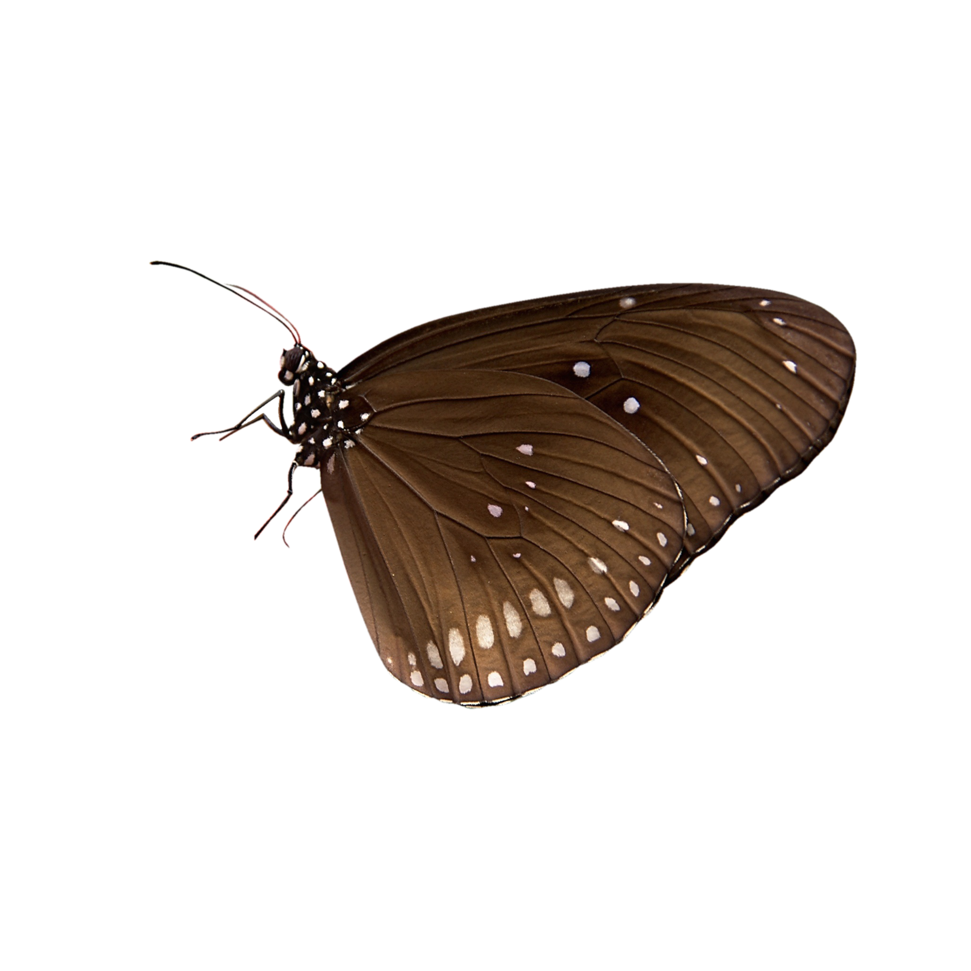 daisy transparent background 12896736 PNG