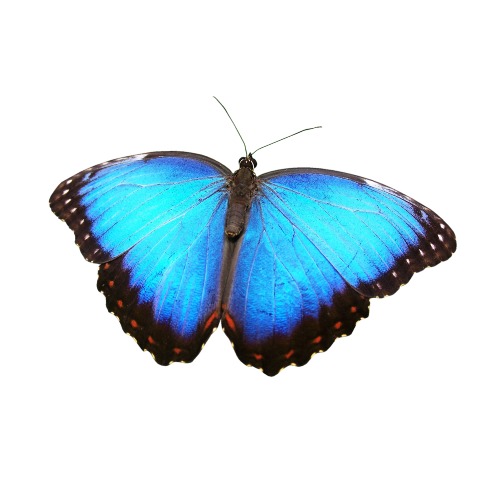blu morfo trasparente sfondo png