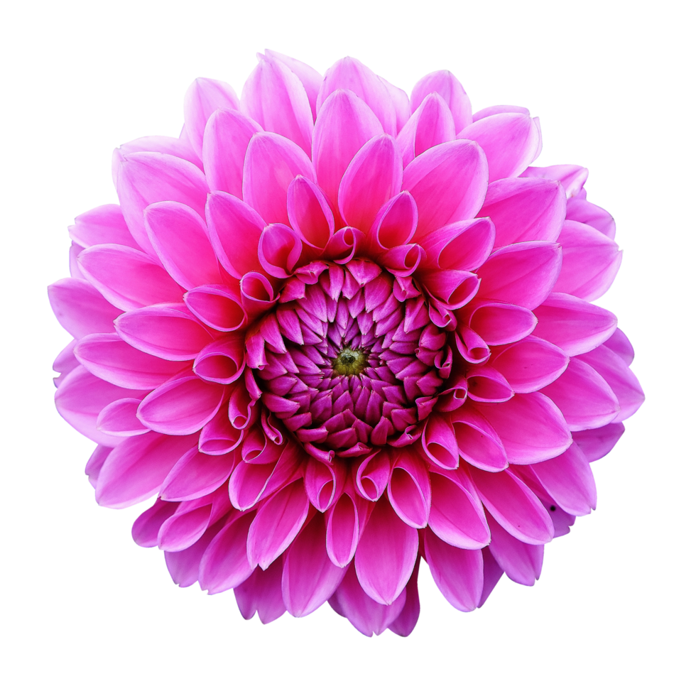 Dahlia transparent background png