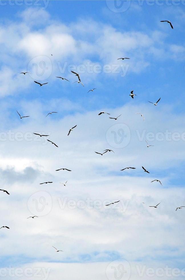 muchas gaviotas blancas vuelan en el cielo azul nublado foto