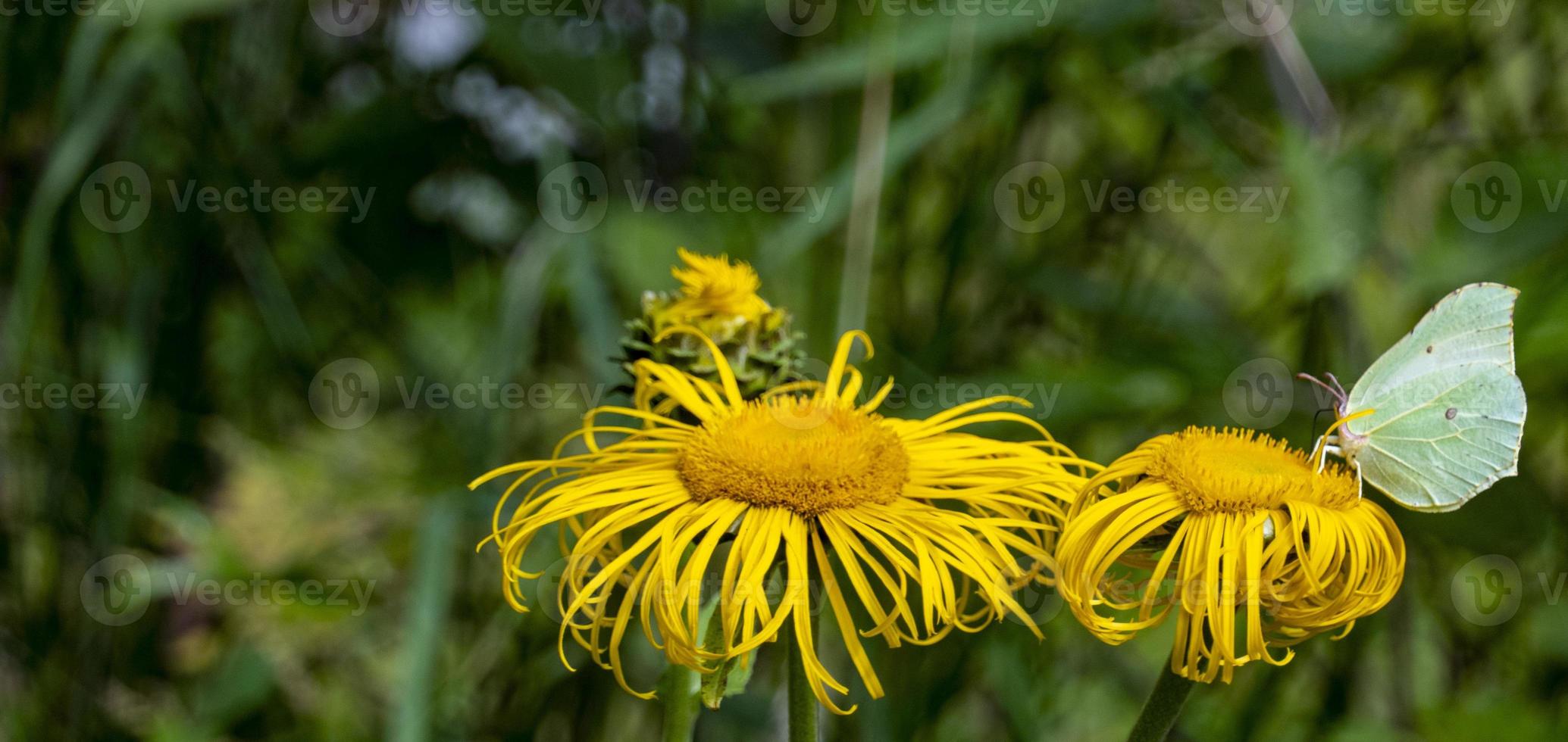 Yellow butterfly - gonepteryx rhamni - collects nectar from a large yellow elecampane flower photo