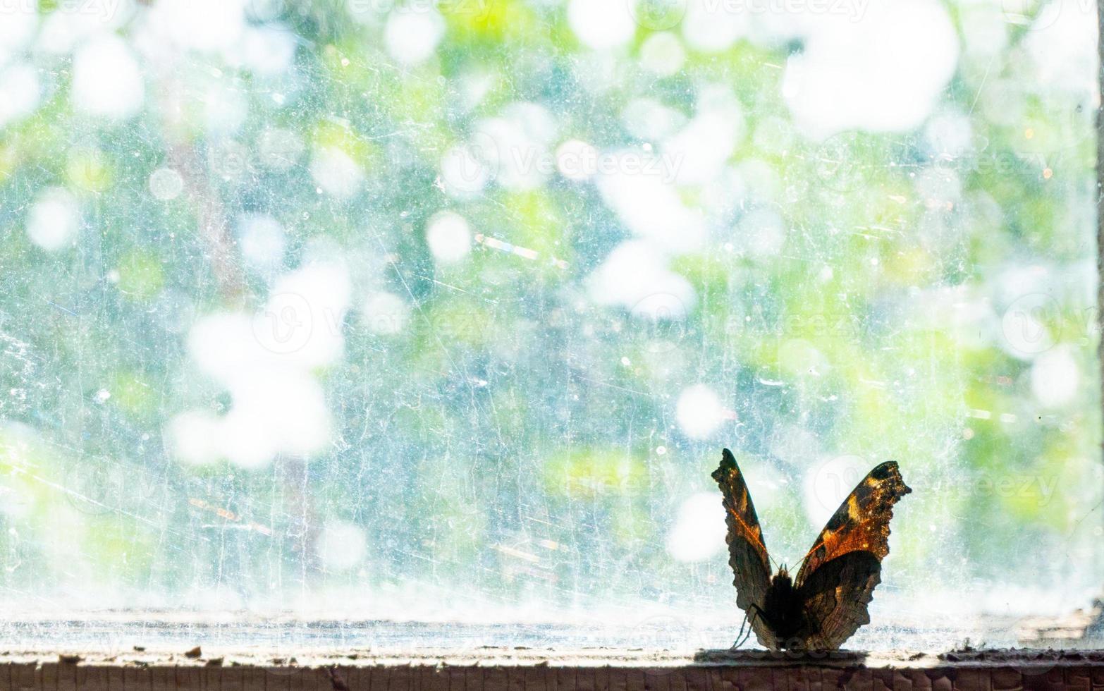 hermosa mariposa brillante sentada en la ventana vieja con una red trenzada de vidrio. de cerca. un efecto de época. teñido foto