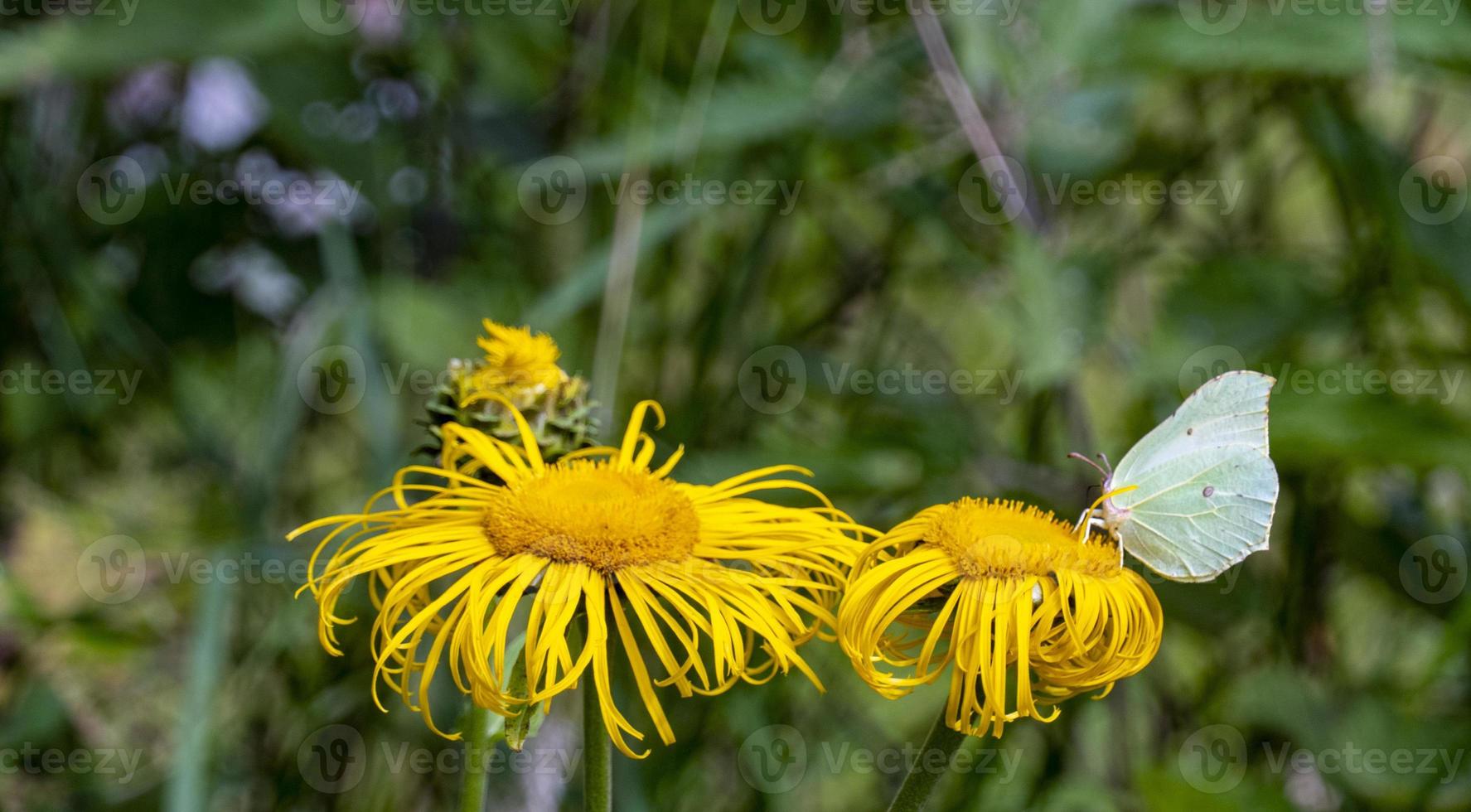 Yellow butterfly - gonepteryx rhamni - collects nectar from a large yellow elecampane flower photo