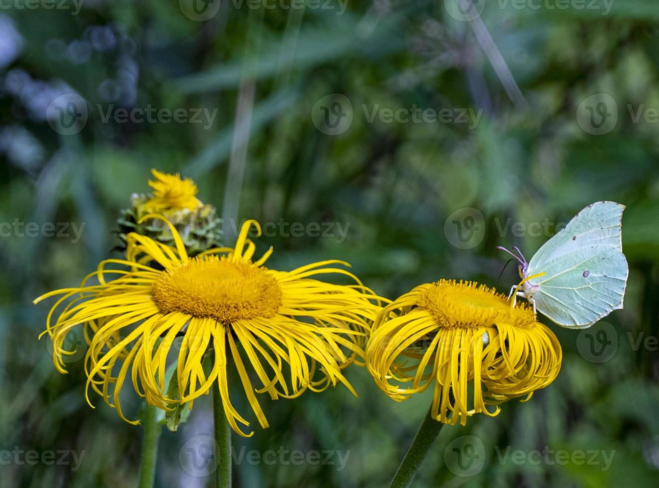 Yellow butterfly - gonepteryx rhamni - collects nectar from a large yellow elecampane flower photo