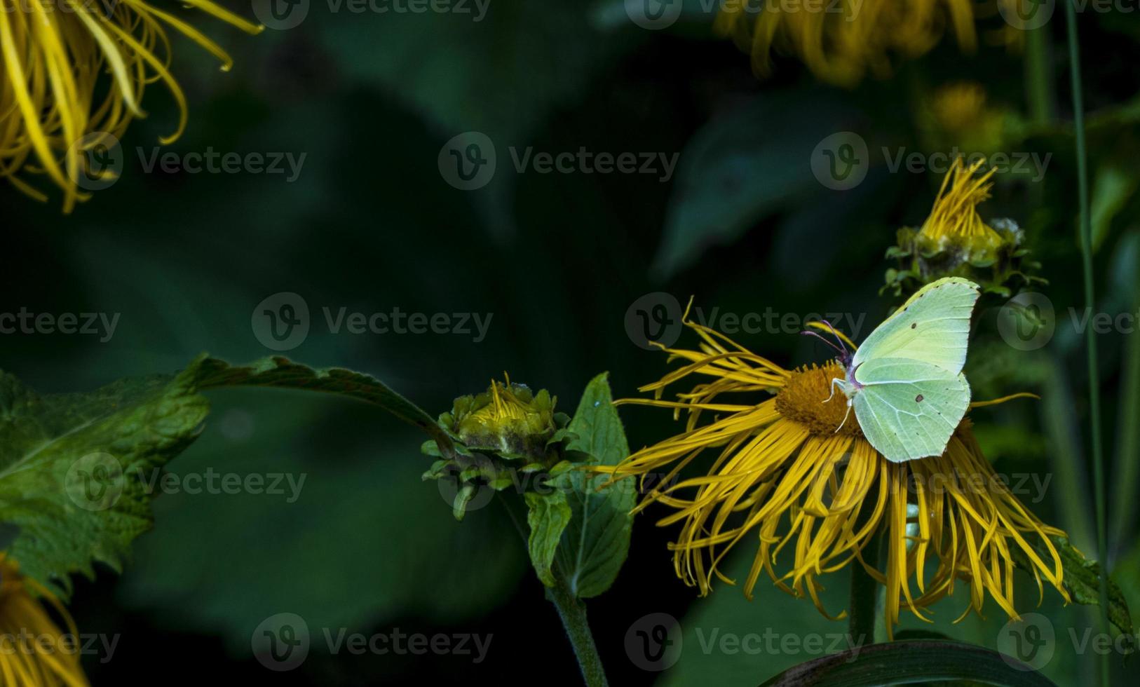 Yellow butterfly - gonepteryx rhamni - collects nectar from a large yellow elecampane flower photo