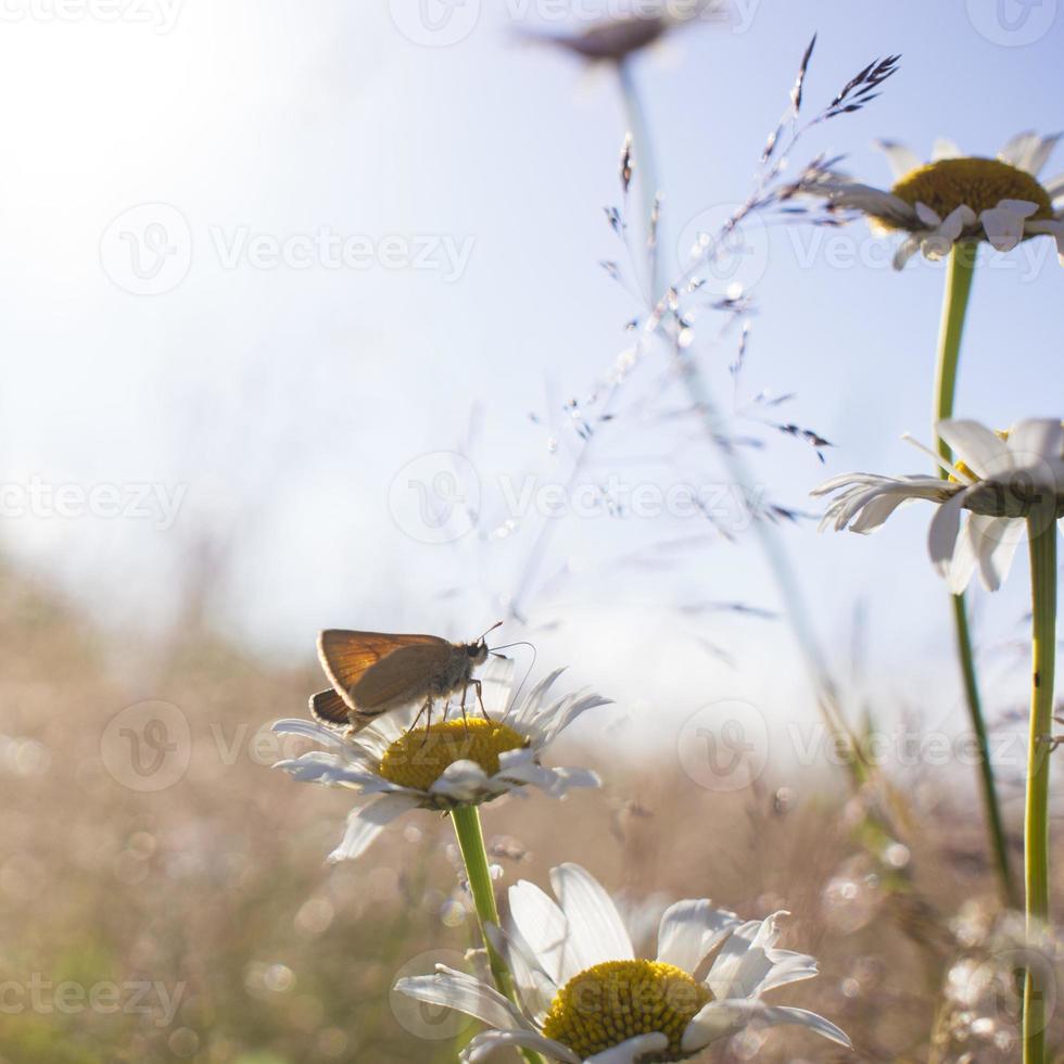 Bright orange butterflies on daisy flowers photo