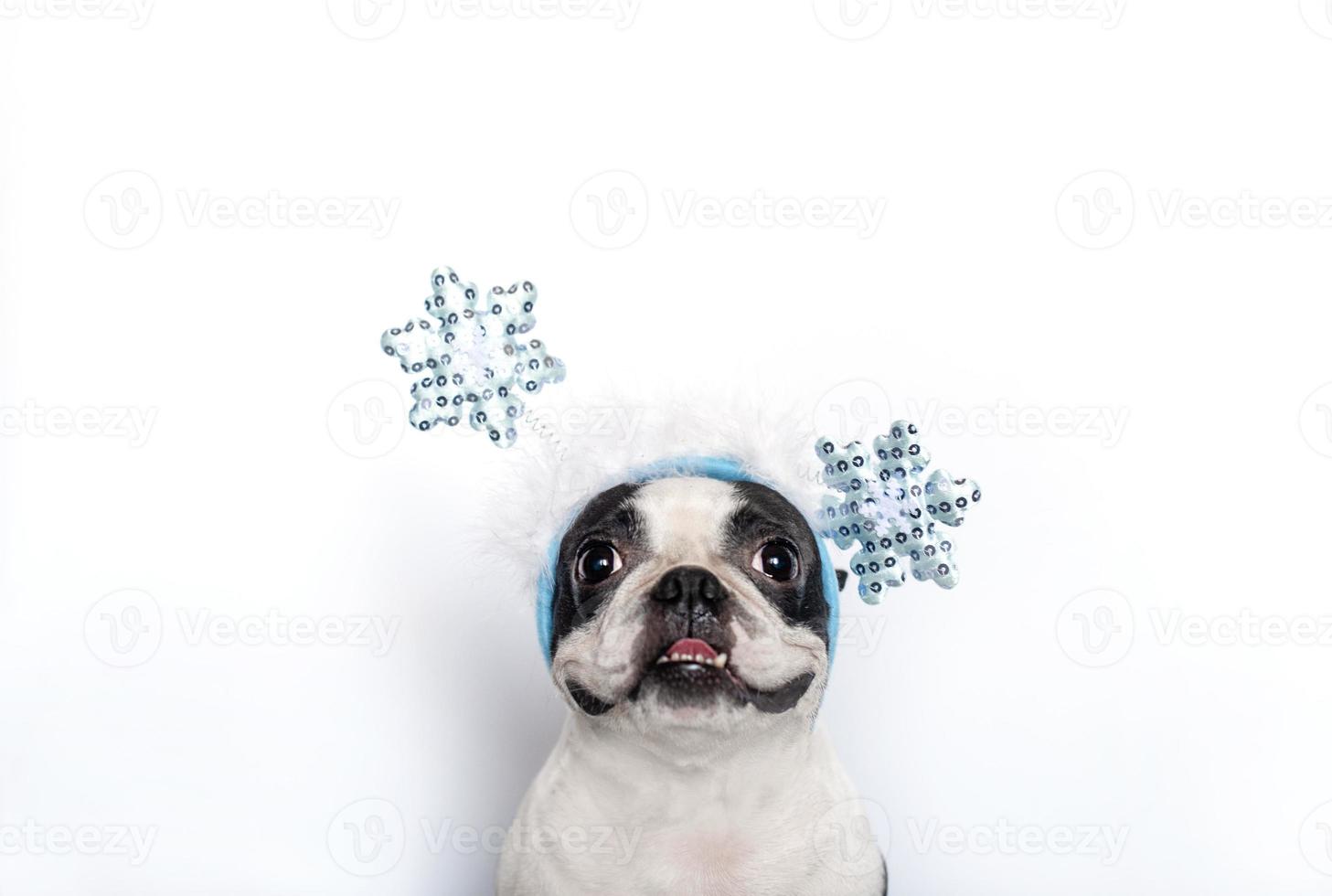 Portrait of a funny cute Boston Terrier dog in a funny Christmas headband on his head with shiny blue snowflakes on a white background. Copy space. photo