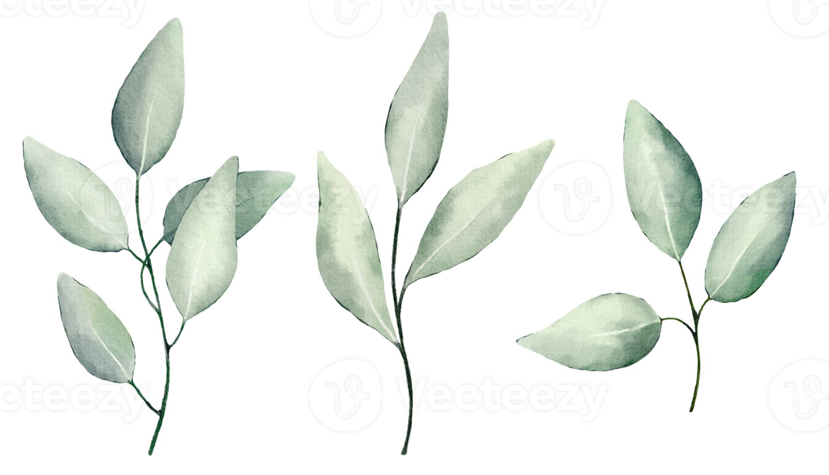 acquerello mano dipinto verde eucalipto le foglie impostare. illustrazione isolato su trasparente sfondo. disegnato a mano rami di eucalipto. png