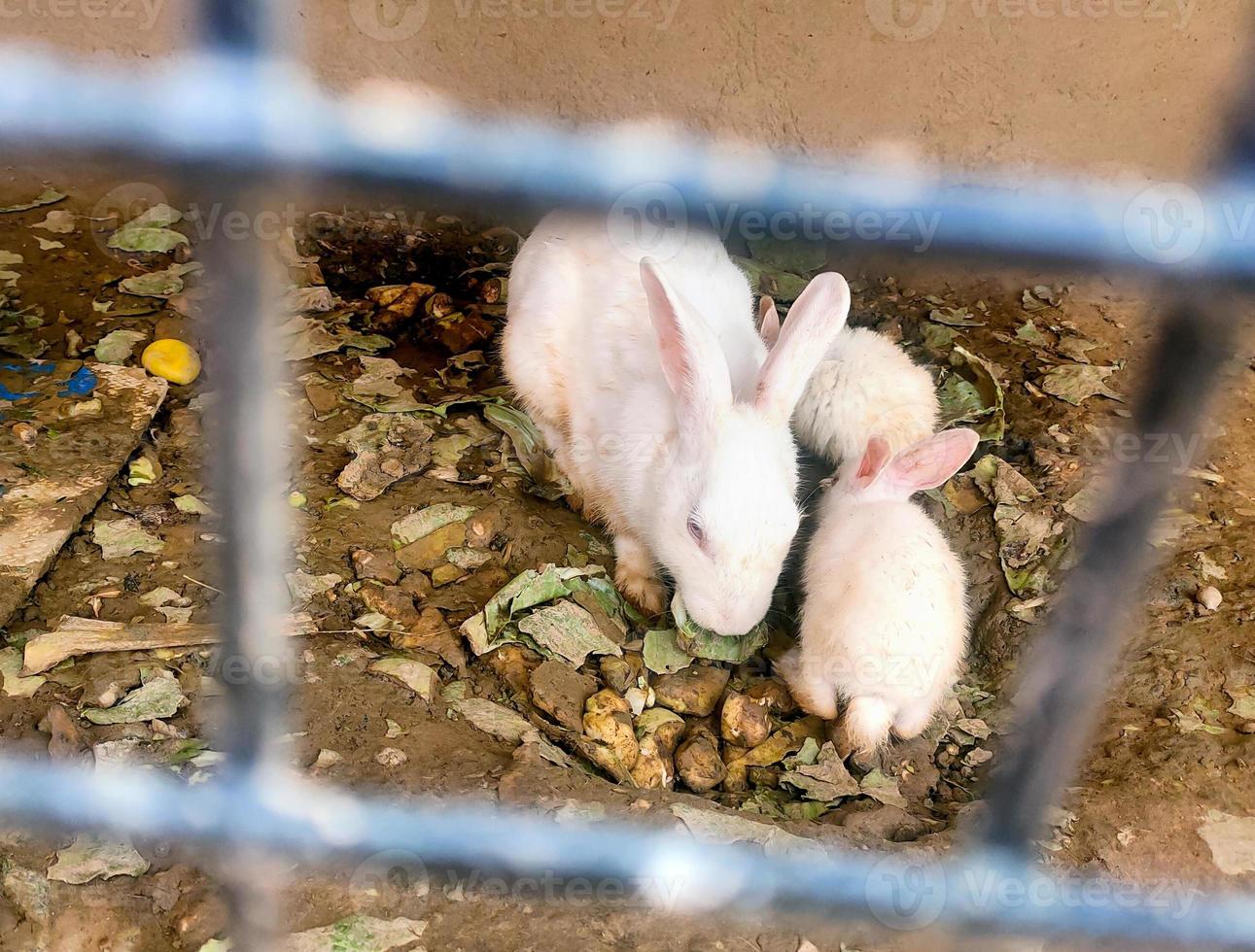 conejos dentro de una jaula para vender en el mercado tradicional de animales asiáticos foto