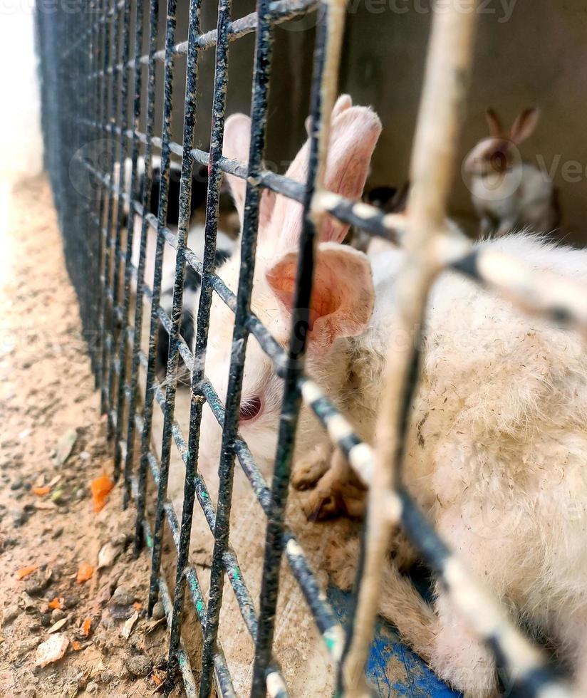 conejos dentro de una jaula para vender en el mercado tradicional de animales asiáticos foto