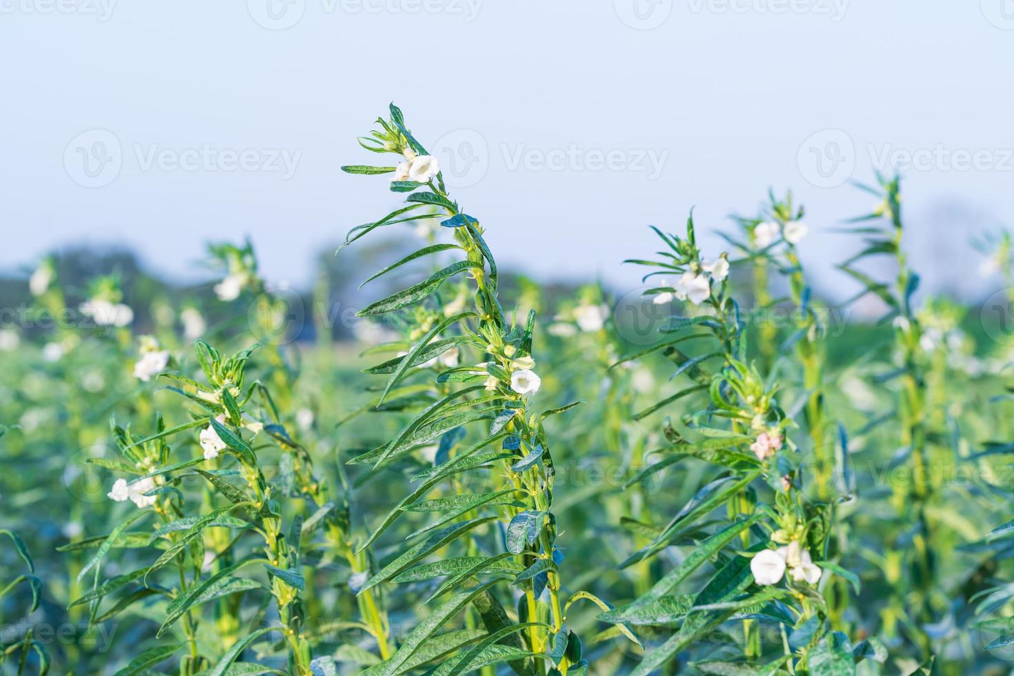 Sesame flower on tree in the field photo