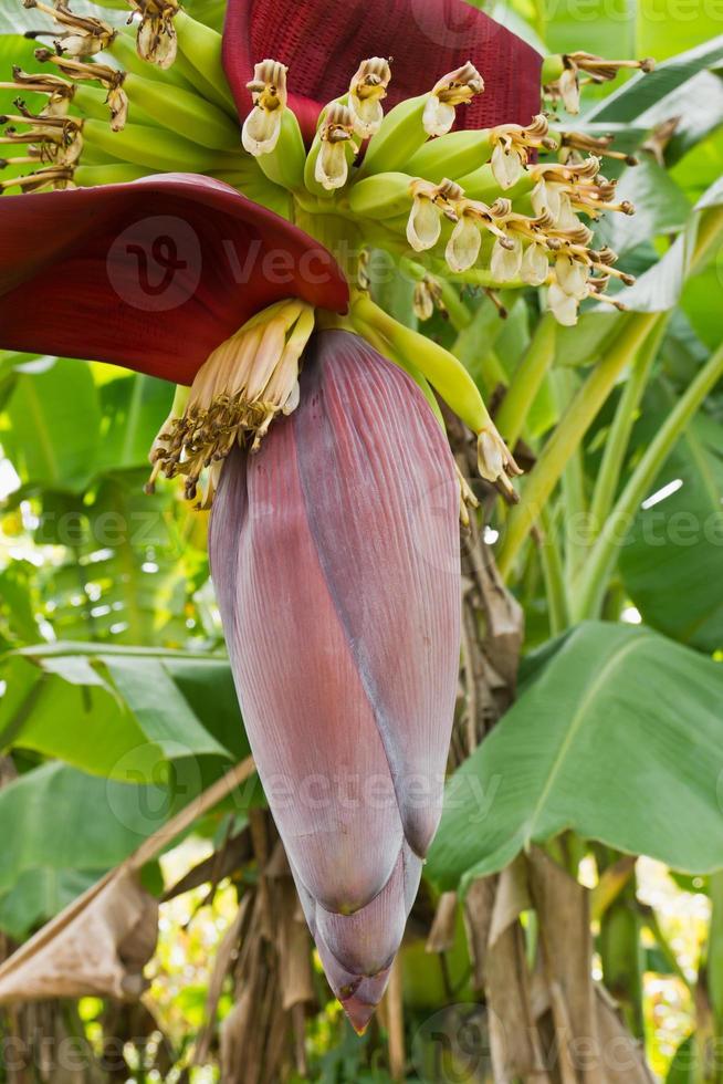 Banana blossom and bunch on tree photo