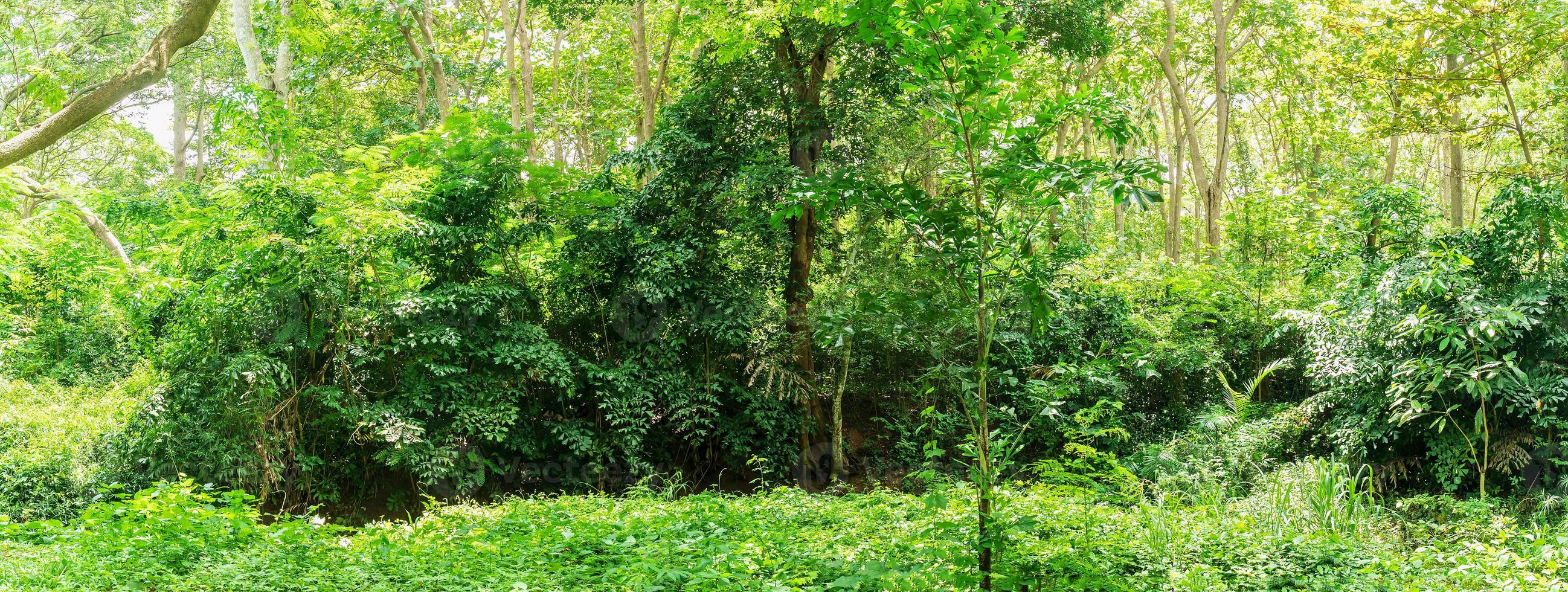 Selva tropical panorámica de la selva tropical en Tailandia foto